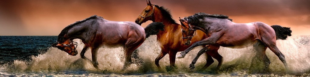 horses frolicking in water - The Rider Contact Page
