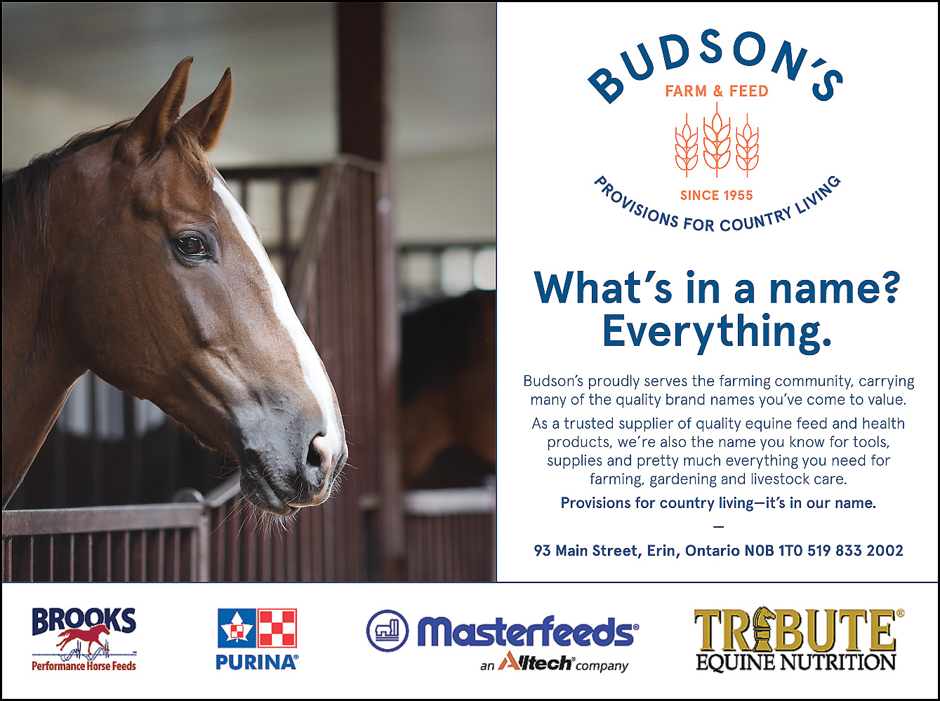 Budson's Feeds