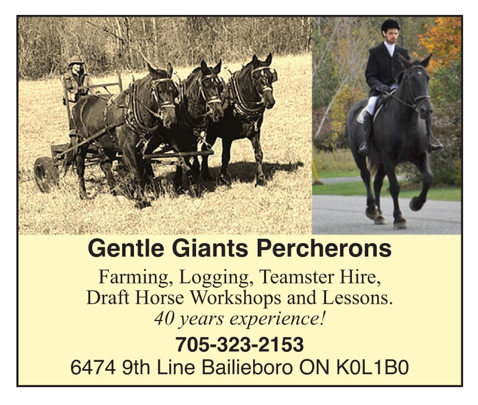 Gentle Giant Percherons