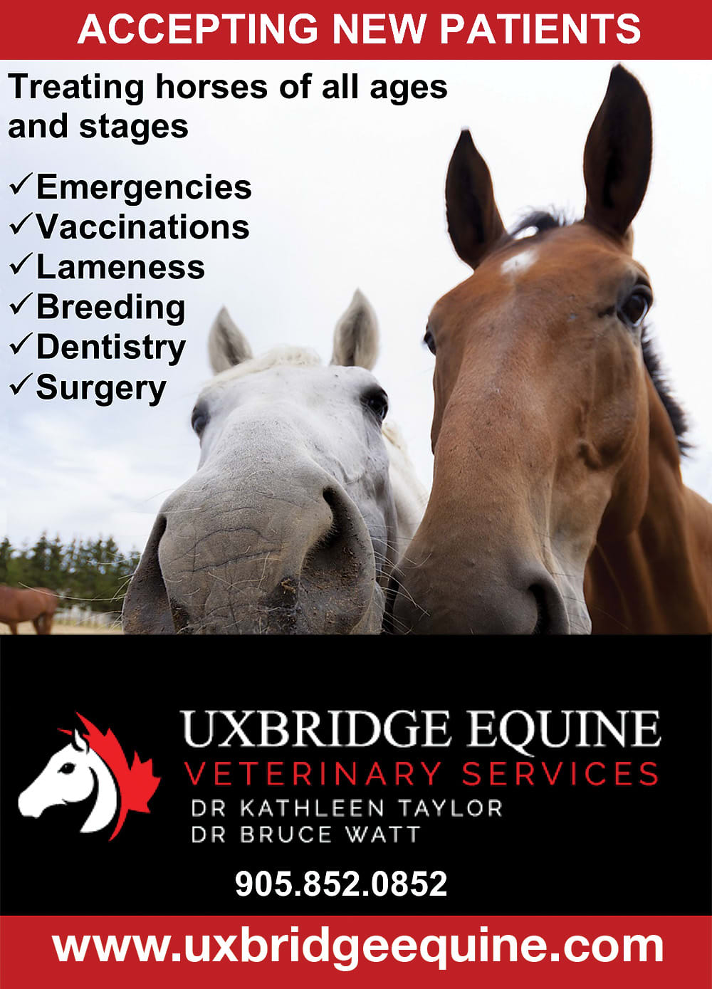 Uxbridge Equine Veterinary Services