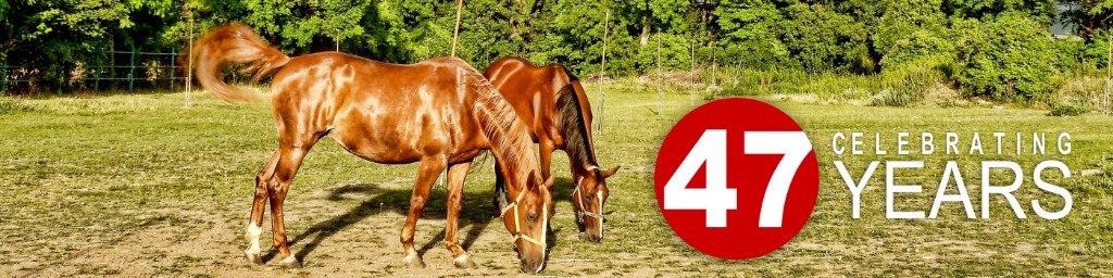 horses grazing with celebrating 47 years banner