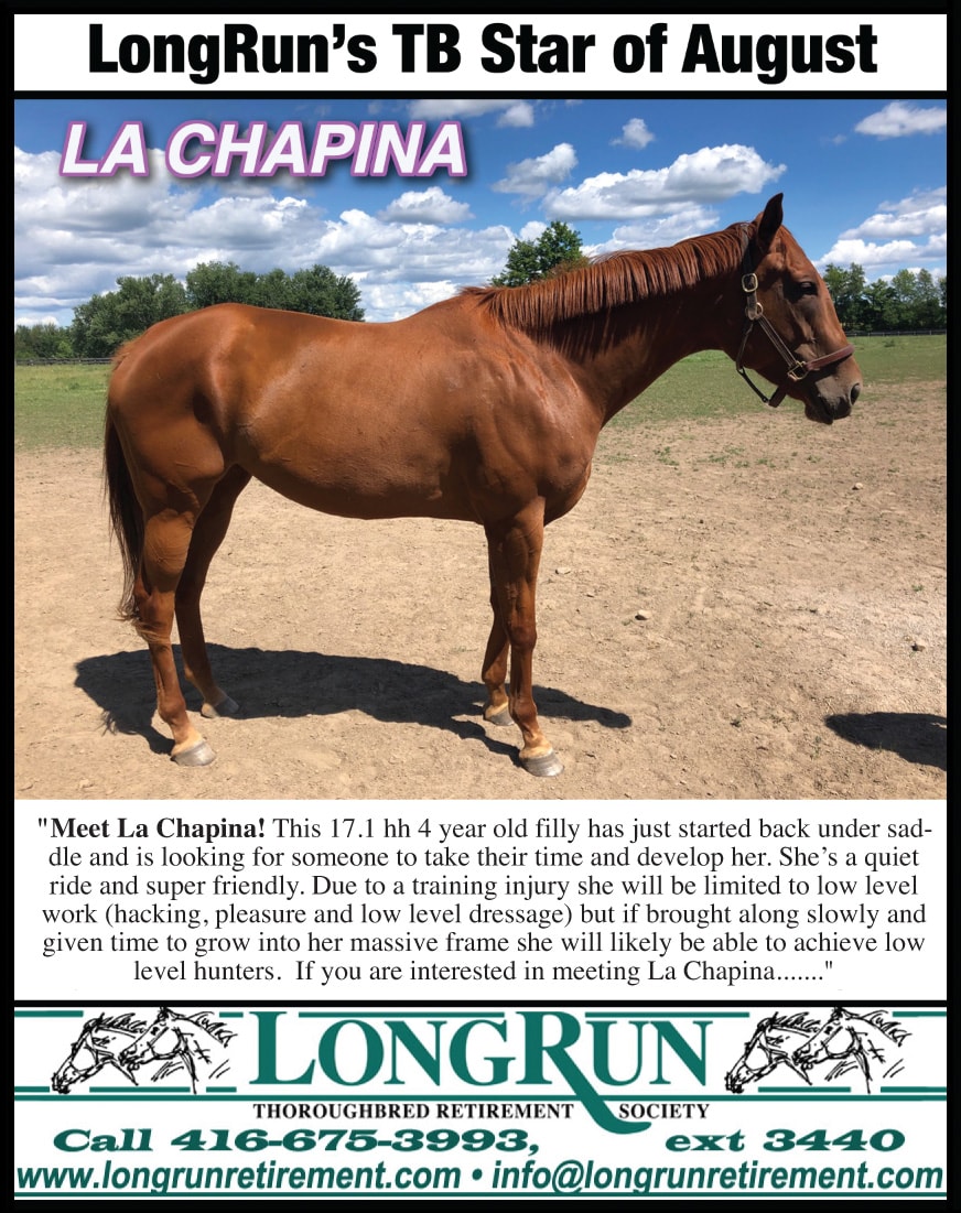 Longrun Thoroughbred Star of the Month