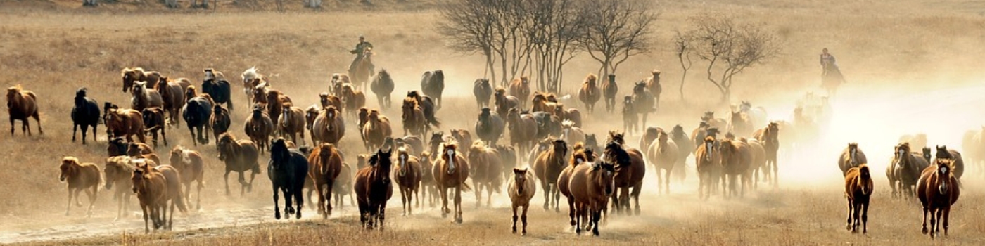 horses in a field