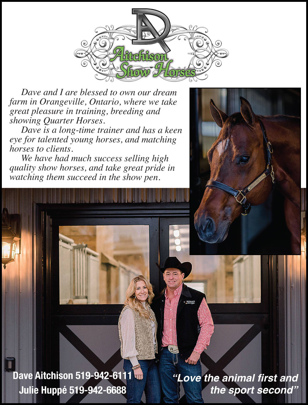 Aitchison Show Horses | | The Rider Marketplace