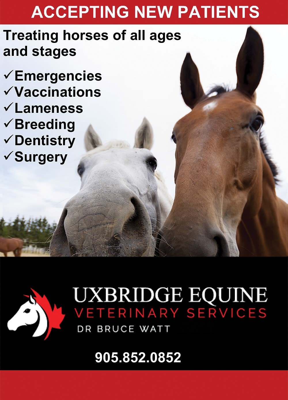 Uxbridge Equine Veterinary Services
