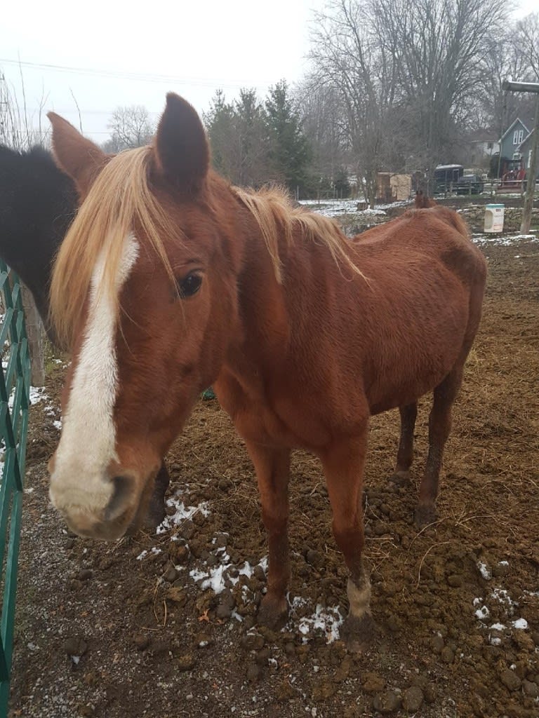 waterford horses